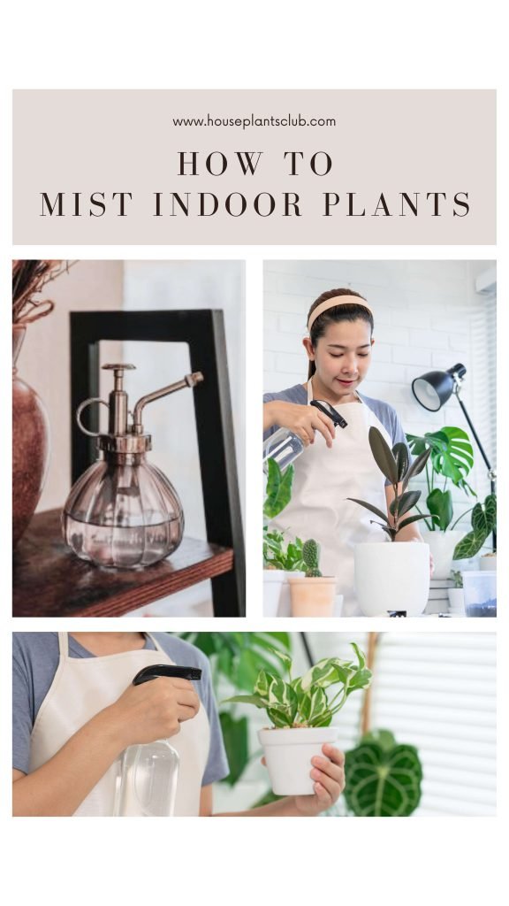 houseplant 101: how to mist indoor plants