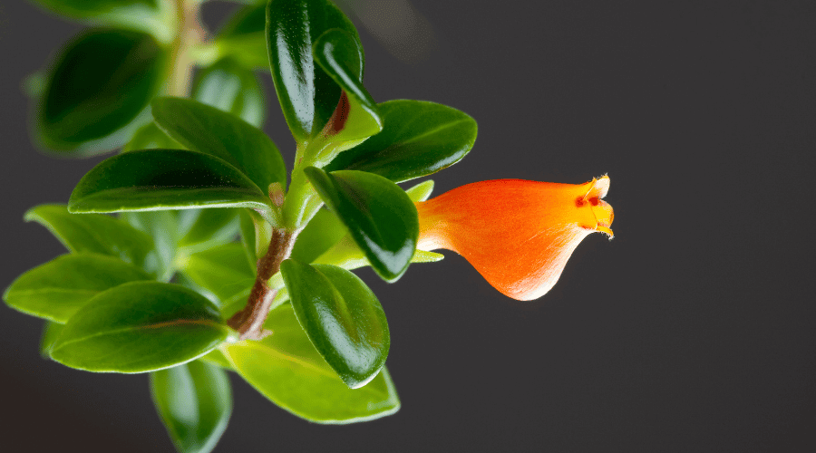 Goldfish plant - Hypocyrta