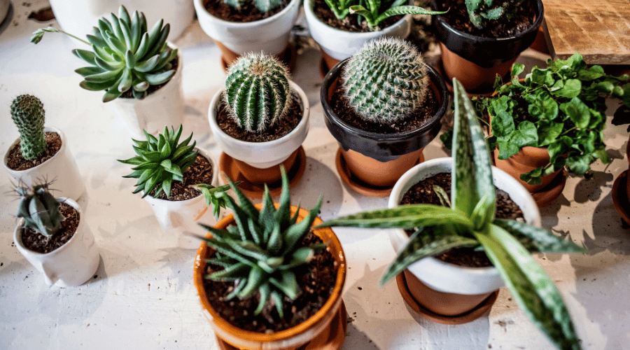 small cactus plants that need between a quarter cup and a half cup of water