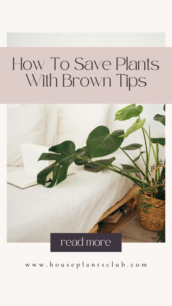 Plant’s Leaf Tips Brown: How To Save Them And Why They Appear 