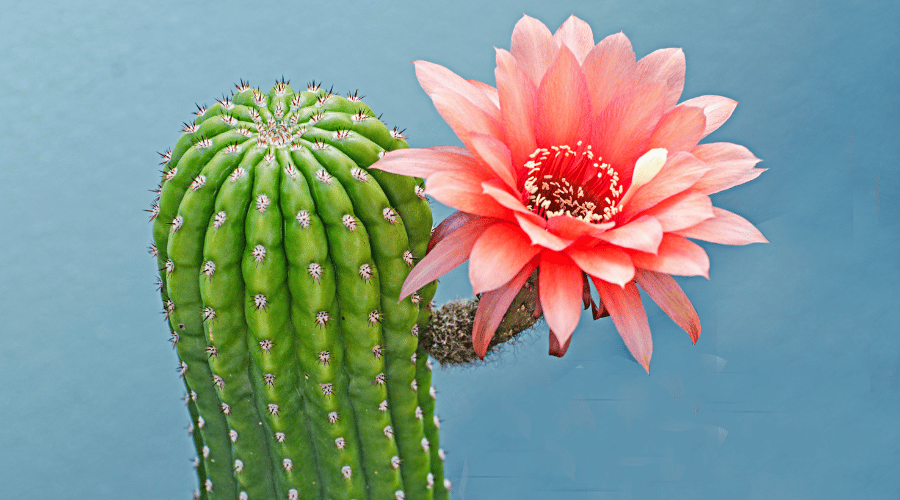 cactus with colorful blooms