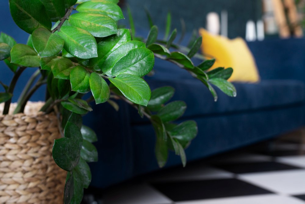 How Houseplants Can Improve Indoor Air Quality