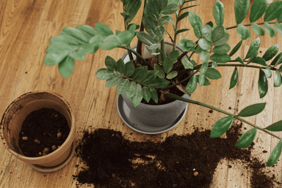 How to Repot ZZ Plants