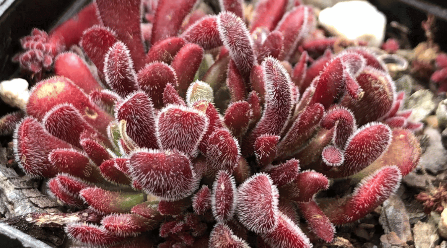 Jersey pigmyweed (Crassula pubescens)