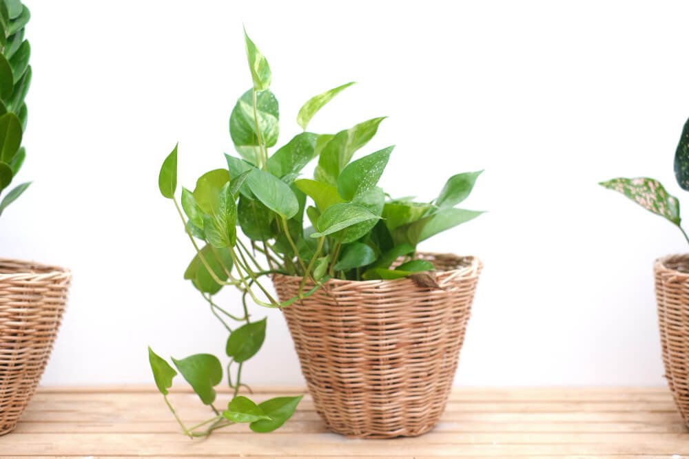 Pothos is indoor air-purifying houseplant