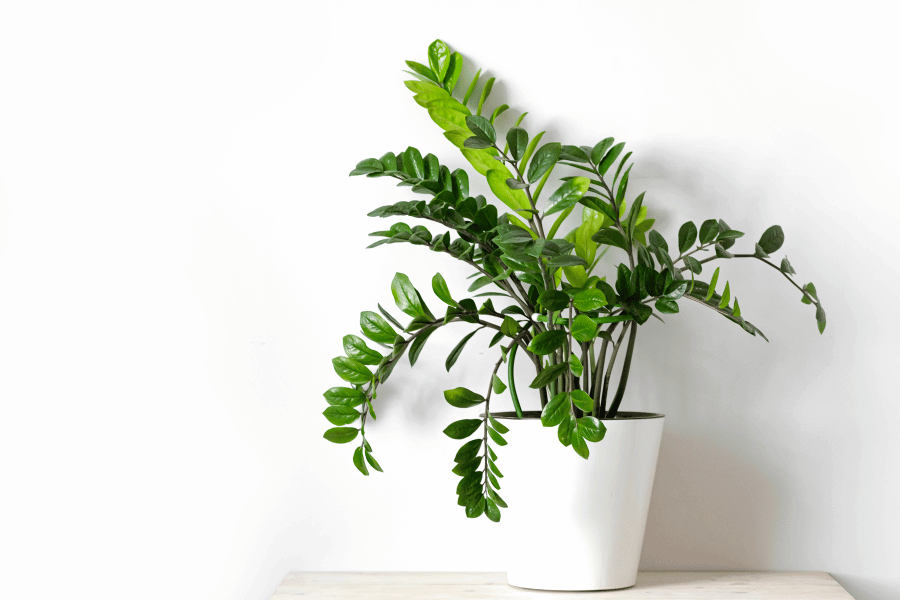 Tips for Maintaining Healthy ZZ Plants