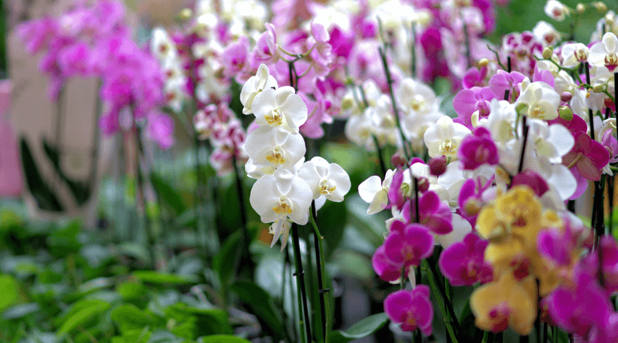 colorful Soilless Orchids