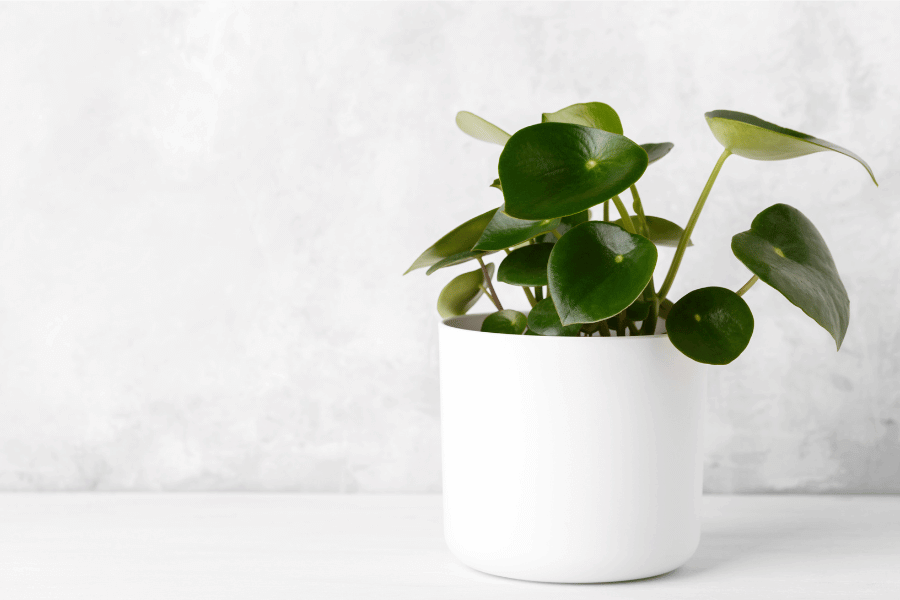10 tips for propagating Raindrop Peperomia successfully