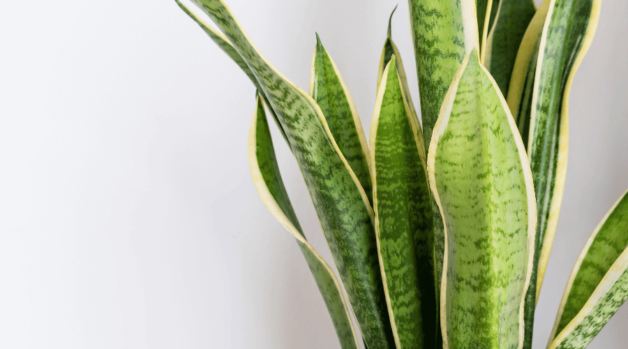 How to Revive a Dying Snake Plant