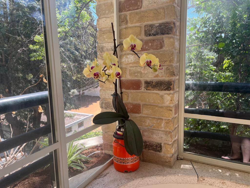 healthy phalaenopsis orchids