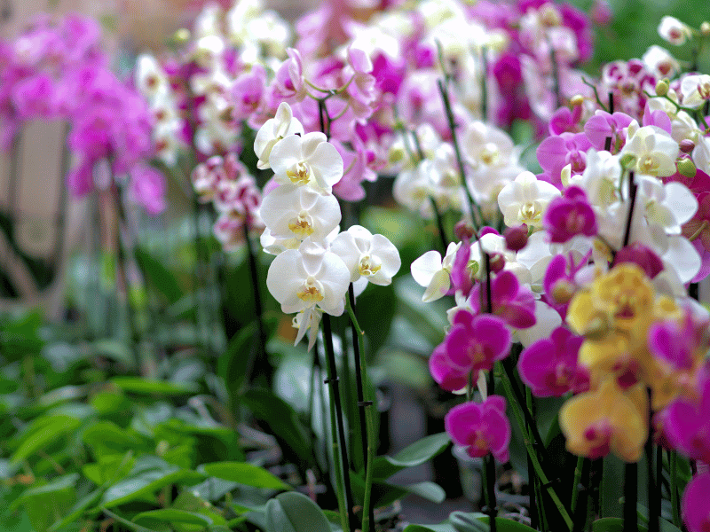 healthy orchids