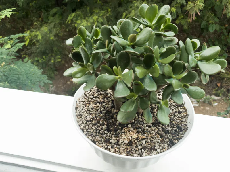How to Care for New Jade Plants