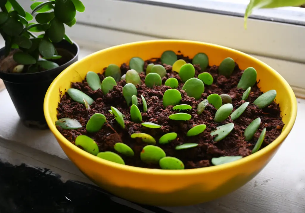How to propagate a jade plant from a single leaf