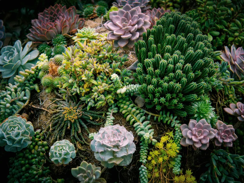 Humidity tips for succulents