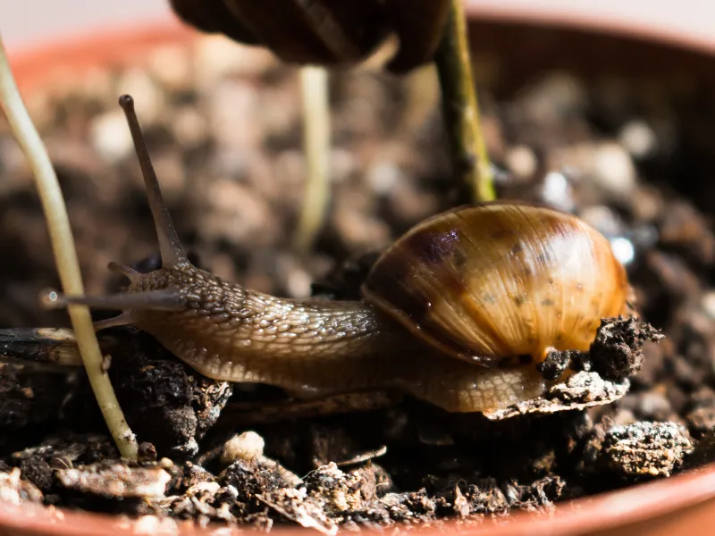 how to get rid of snails in potted plants
