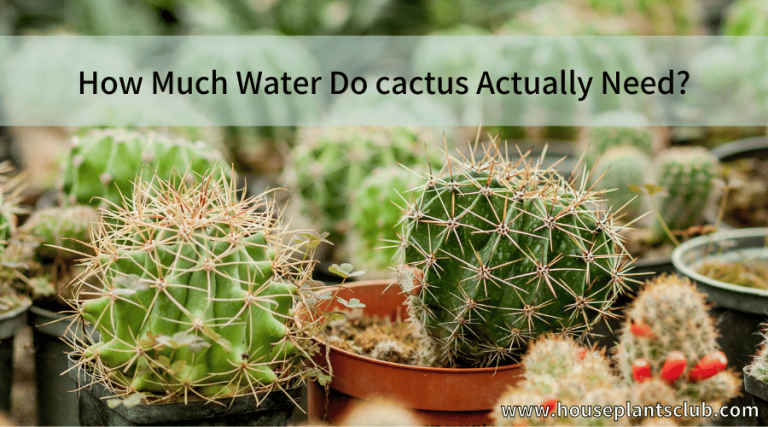 How Much Water Does cactus Actually Need? - houseplants club