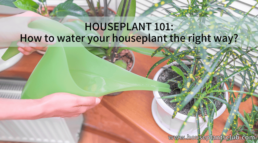 How to water your houseplant the right way?