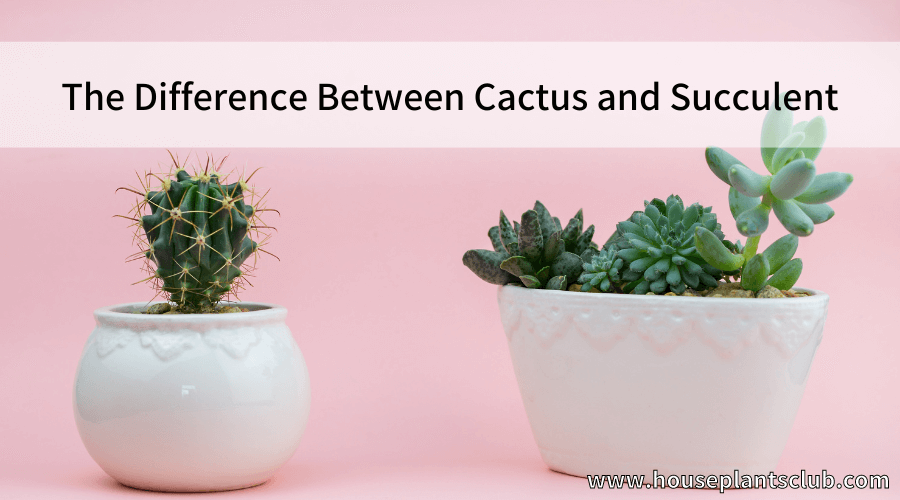 The Difference Between Cactus and Succulent