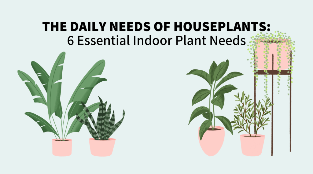 The daily needs of houseplants 6 essential plant needs houseplants club