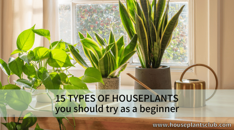 15 types of houseplants you should try as a beginner - houseplants club