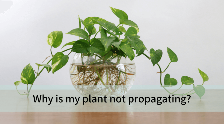 Why is my plant not propagating