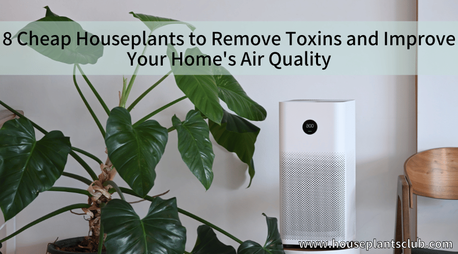 8 Cheap Houseplants to Remove Toxins and Improve Your Home's Air Quality