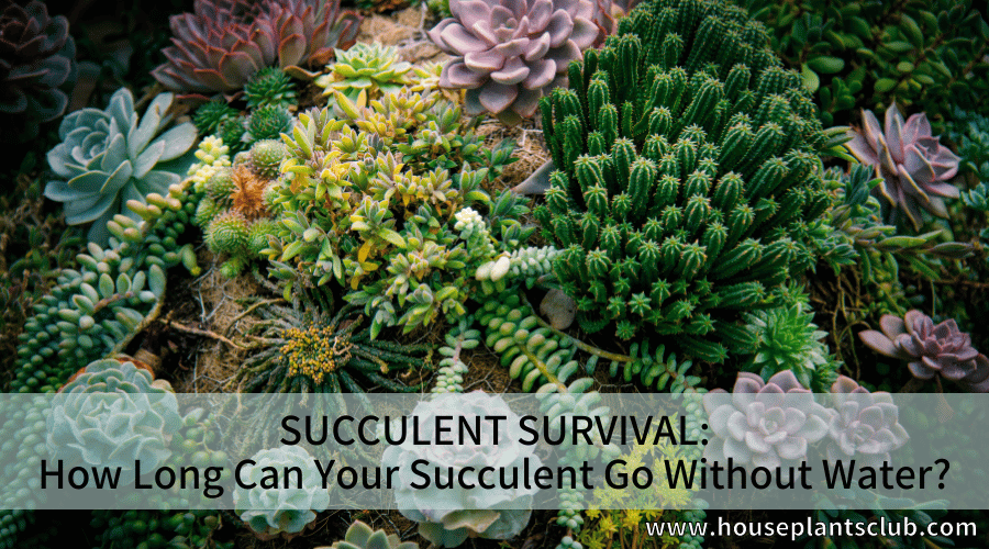 Succulent Survival How Long Can Your Succulent Go Without Water