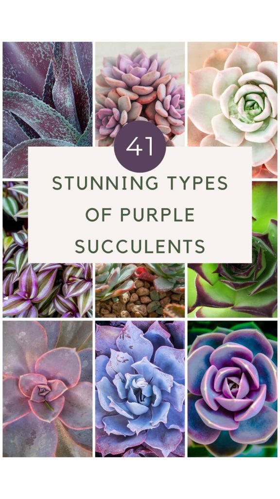 41 Stunning Types Of Purple Succulents (With Pictures) - houseplants club