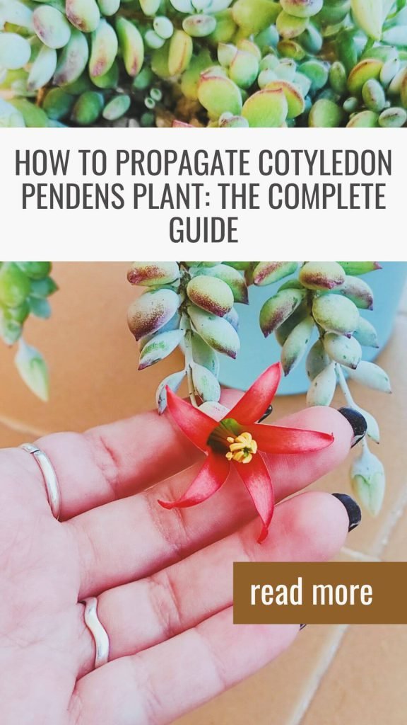 how-to-propagate-cotyledon-pendens-plant-the-complete-guide