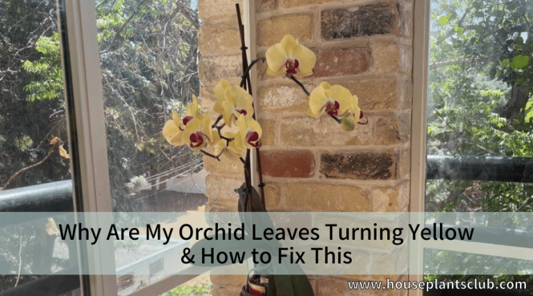 Why Are My Orchid Leaves Turning Yellow And How To Fix This Houseplants Club 