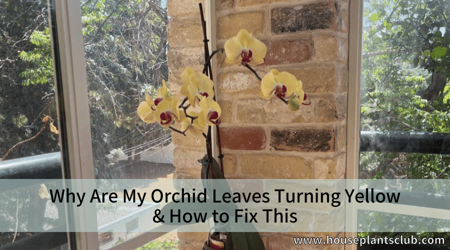Why Are My Orchid Leaves Turning Yellow & How to Fix This
