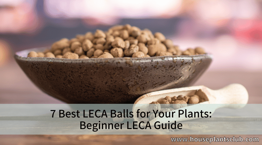 7 Best LECA Balls for Your Plants: Beginner LECA Guide