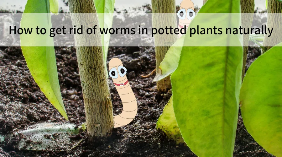 How to get rid of worms in potted plants naturally