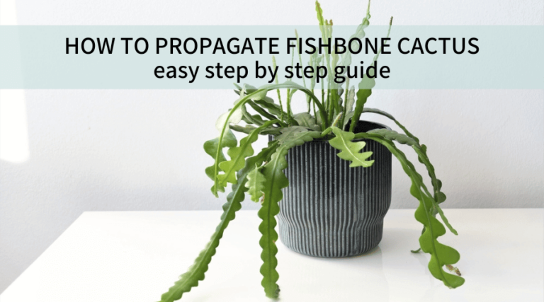 How to Propagate Fishbone Cactus: A Step-by-Step Guide - houseplants club