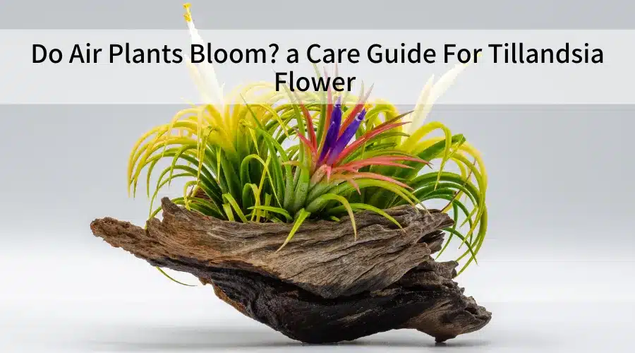 Do Air Plants Bloom? a Care Guide For Tillandsia Flower