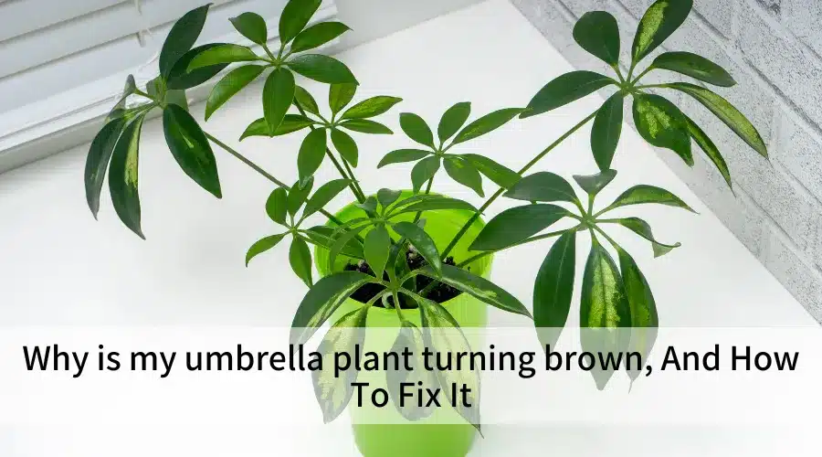 Why is my umbrella plant turning brown, And How To Fix It